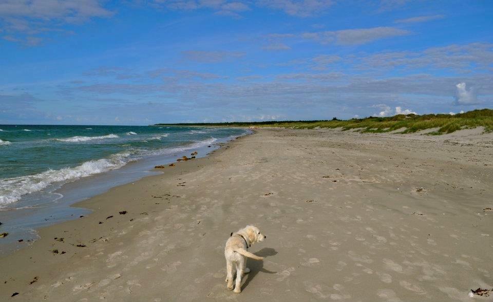 Golden retriever Mocca billede 50