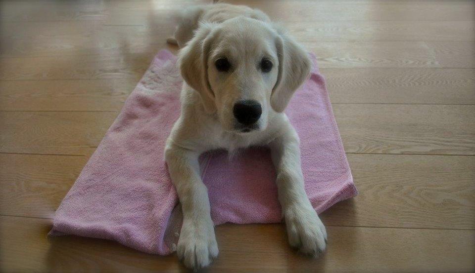 Golden retriever Mocca billede 48