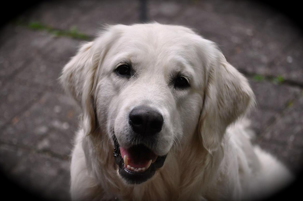 Golden retriever Mocca billede 43