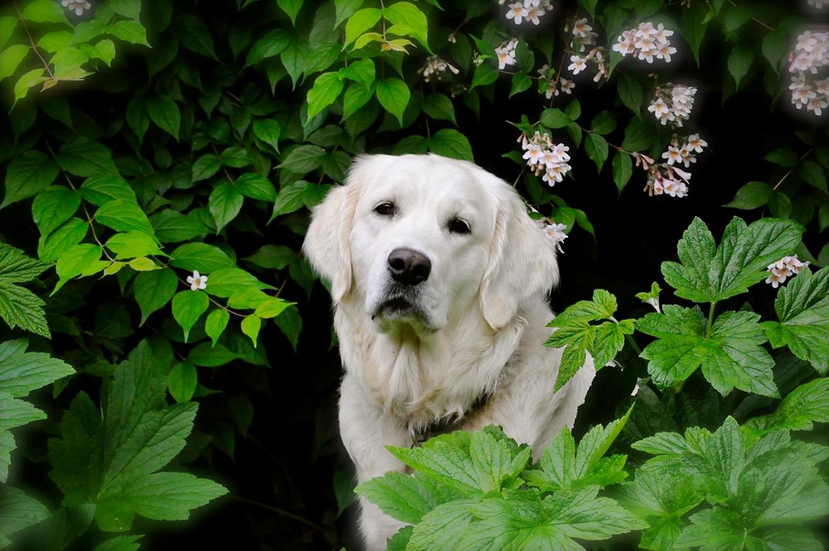 Golden retriever Mocca billede 38
