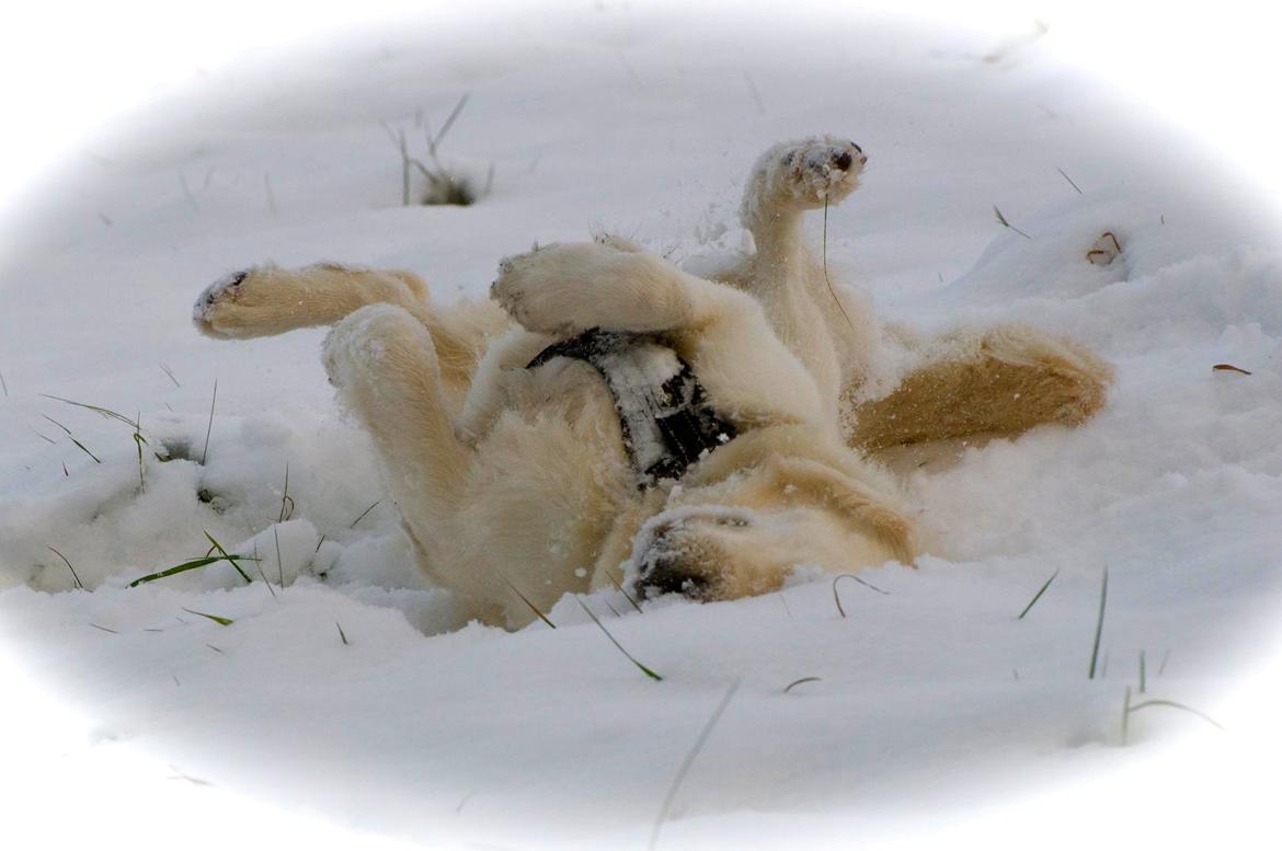 Golden retriever Mocca billede 22