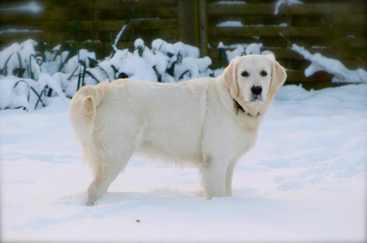 Golden retriever Mocca billede 2