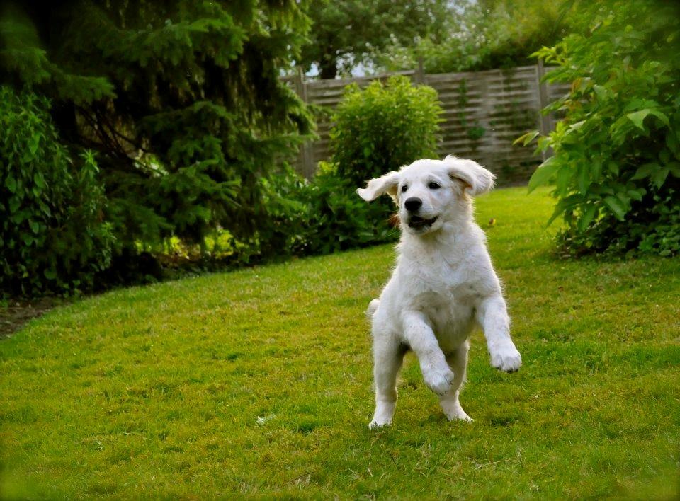 Golden retriever Mocca billede 34