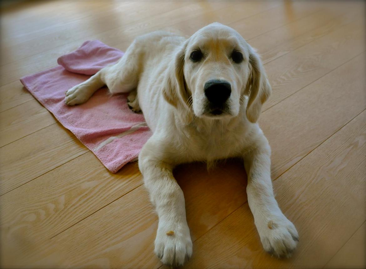 Golden retriever Mocca billede 41