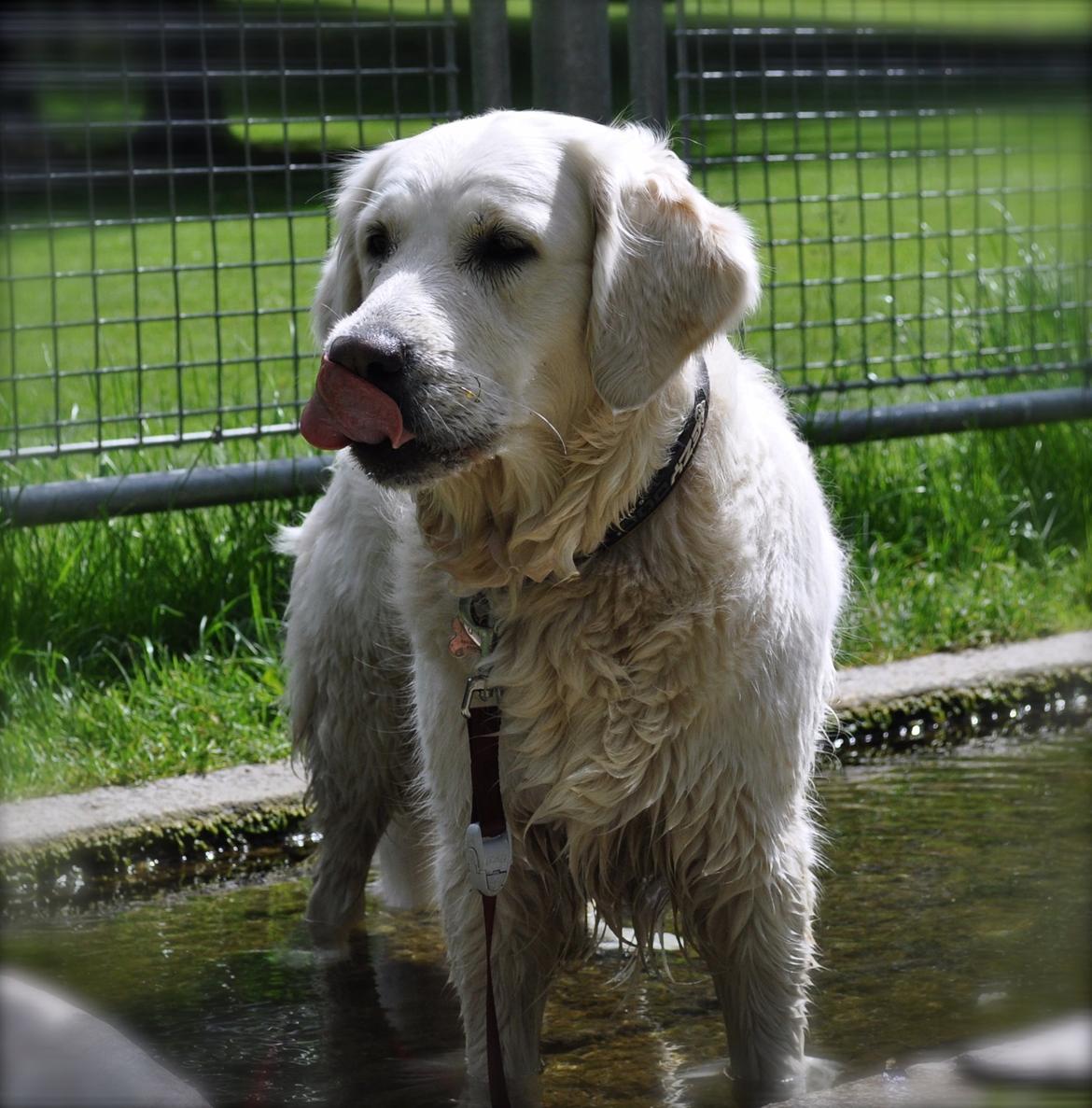 Golden retriever Mocca billede 7