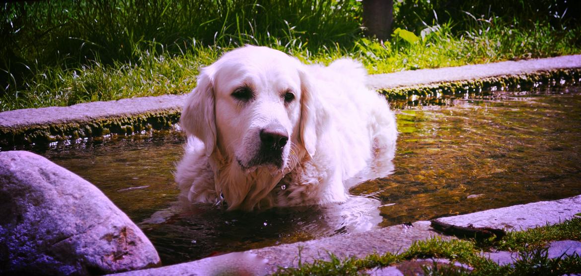 Golden retriever Mocca billede 28