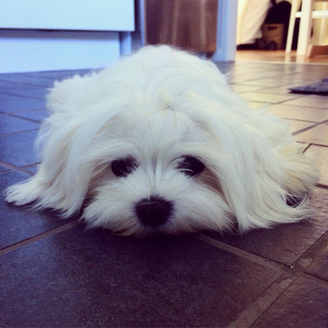 Malteser Albi billede 17