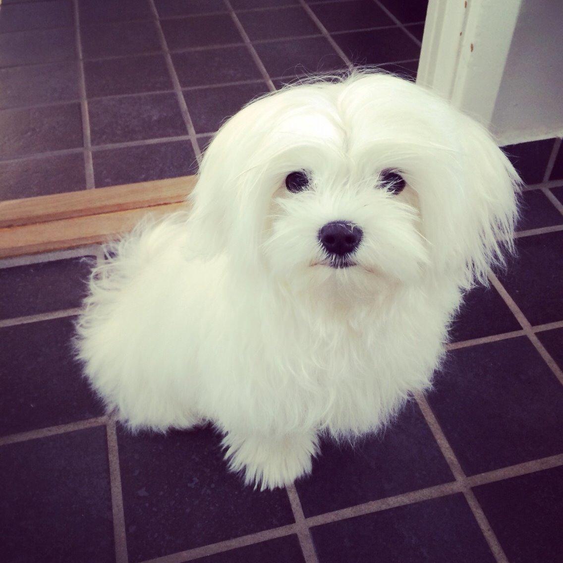Malteser Albi billede 16