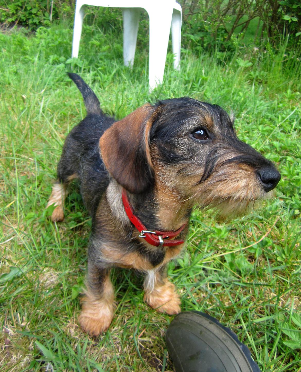 Gravhund Møffe - 14/5 - 2015 billede 8