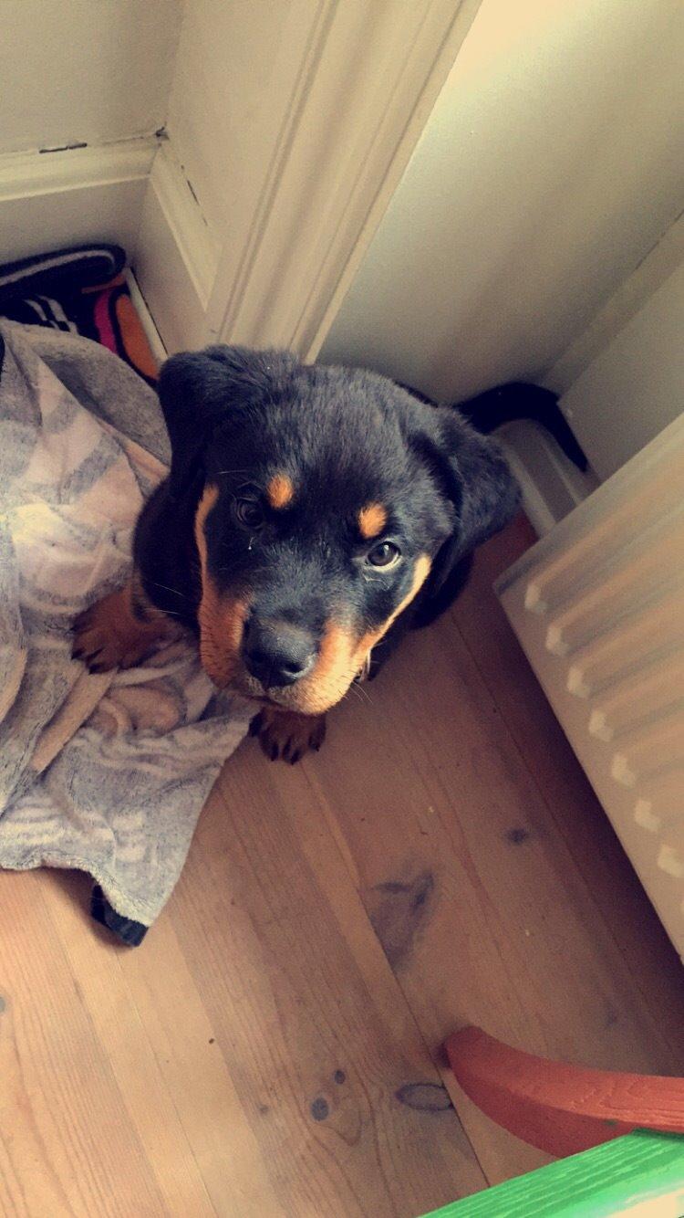 Rottweiler Anton billede 8