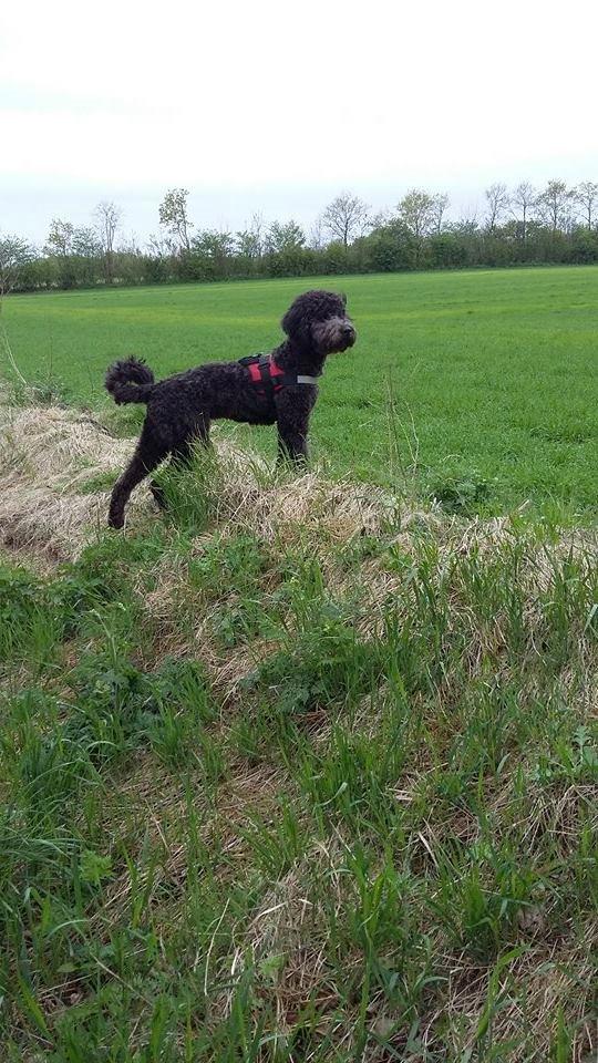 Blanding af racer Bastian  - Efter klipning, en tur på marken. billede 14