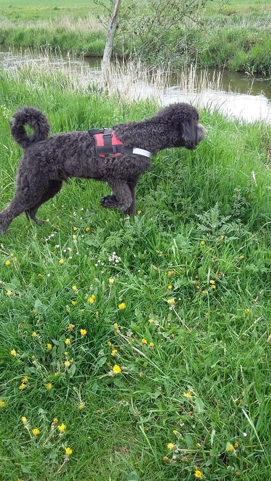 Blanding af racer Bastian  - Nok ligner han en puddel, men har også en del labrador i sig. billede 16