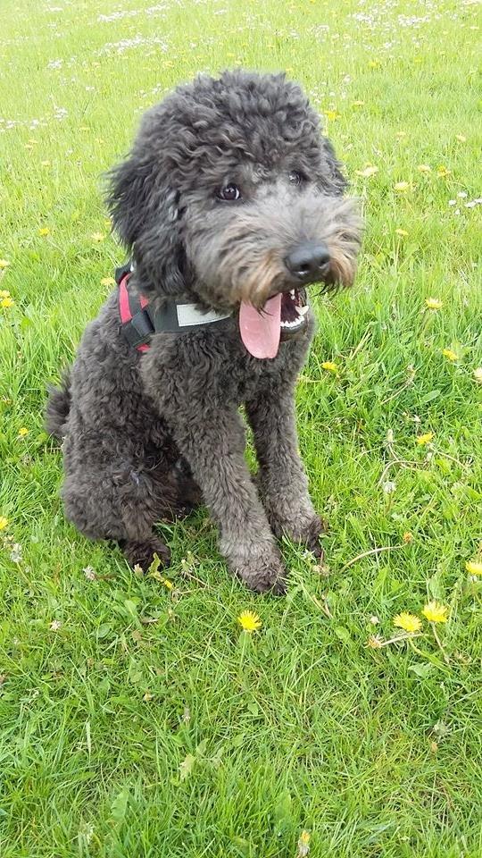 Blanding af racer Bastian  - efter klipning, charmerende Bastian ;) billede 15