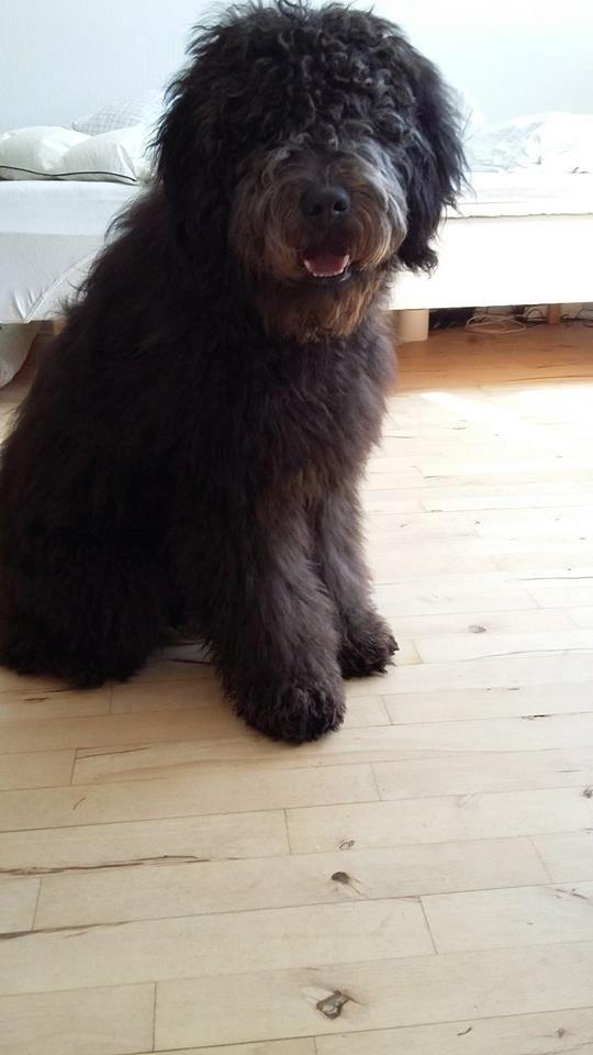 Blanding af racer Bastian  - Før klipning billede 13