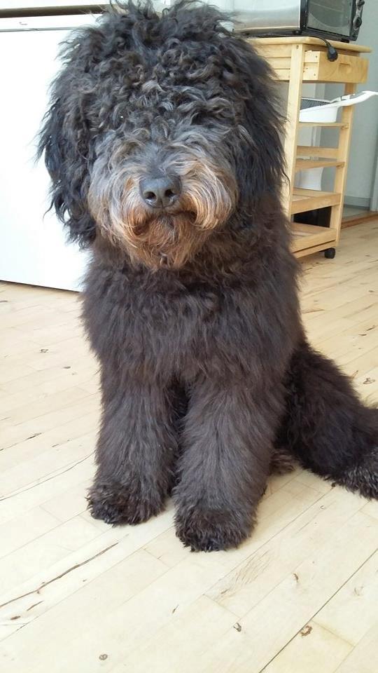 Blanding af racer Bastian  - Før klipning billede 12