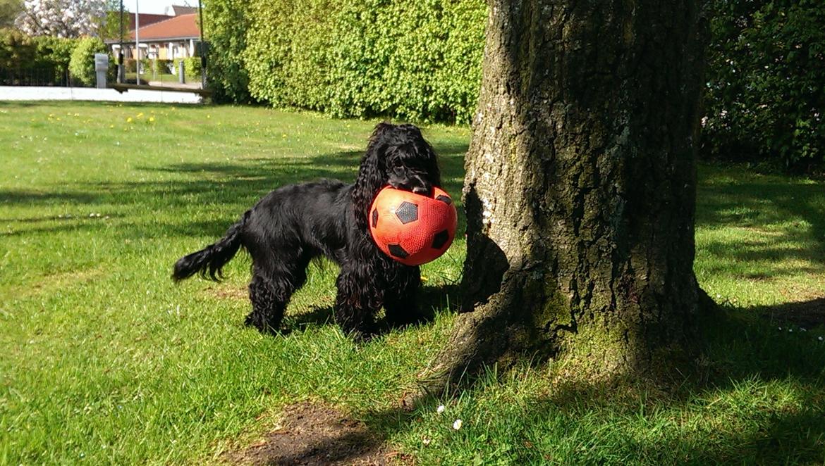 Cocker spaniel Pepsi billede 19