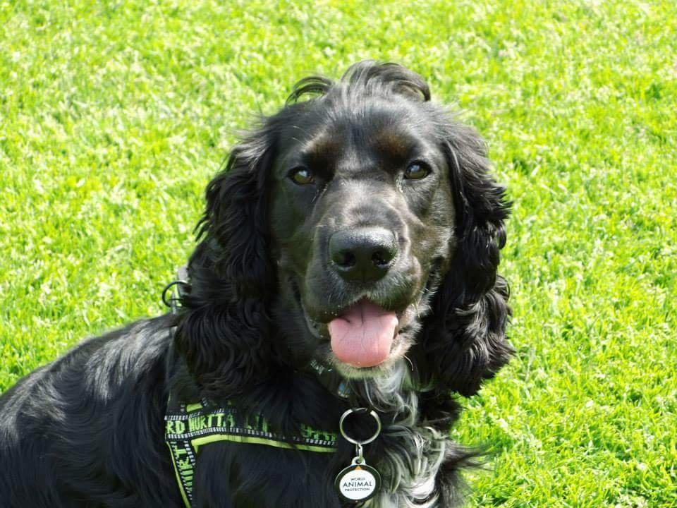 Cocker spaniel Koma billede 11