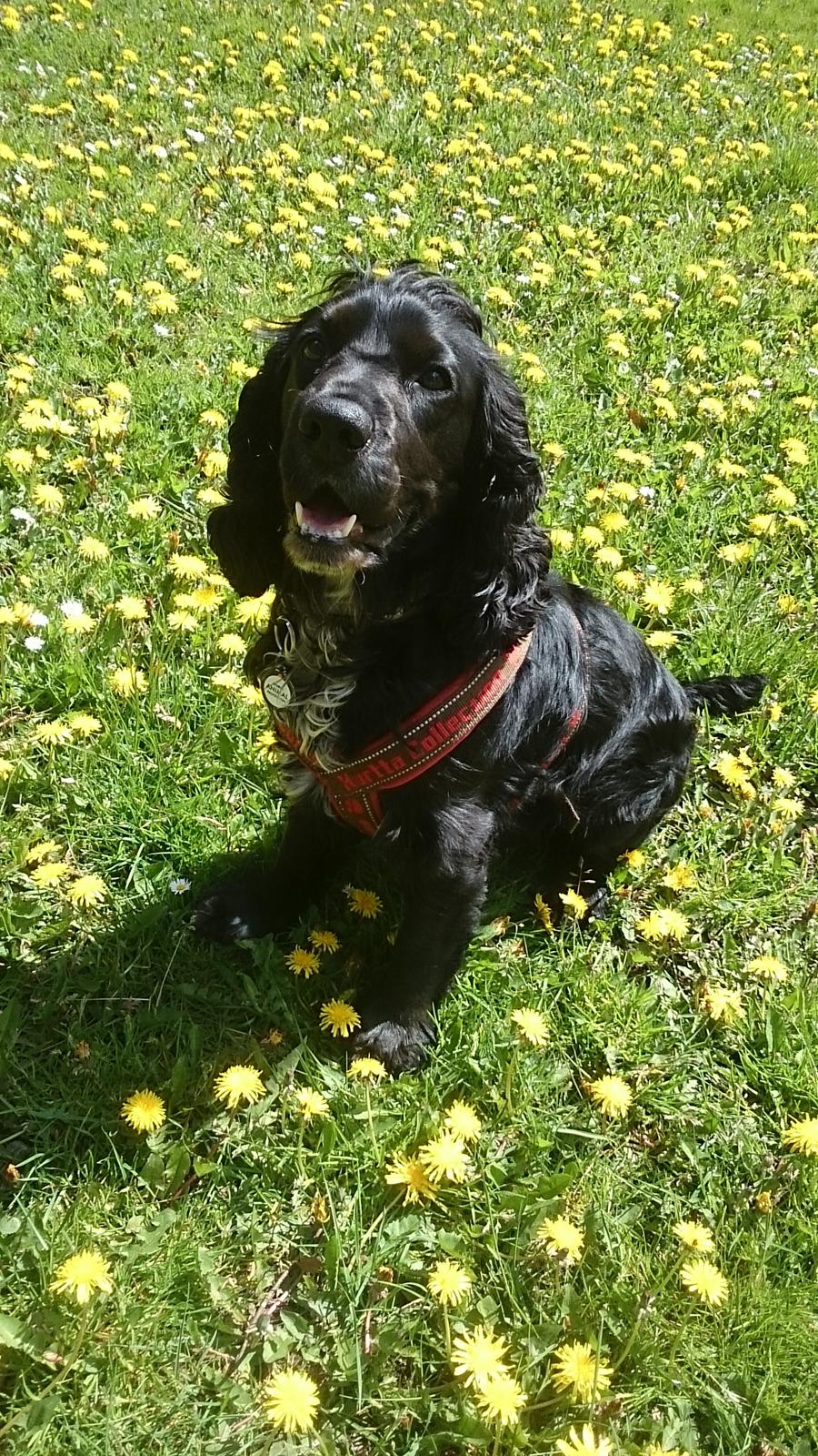 Cocker spaniel Koma billede 14