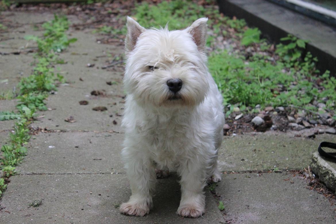 West highland white terrier Ravnegårds Olympus *Paddy* (My Soulmate <3) - 2015 billede 20