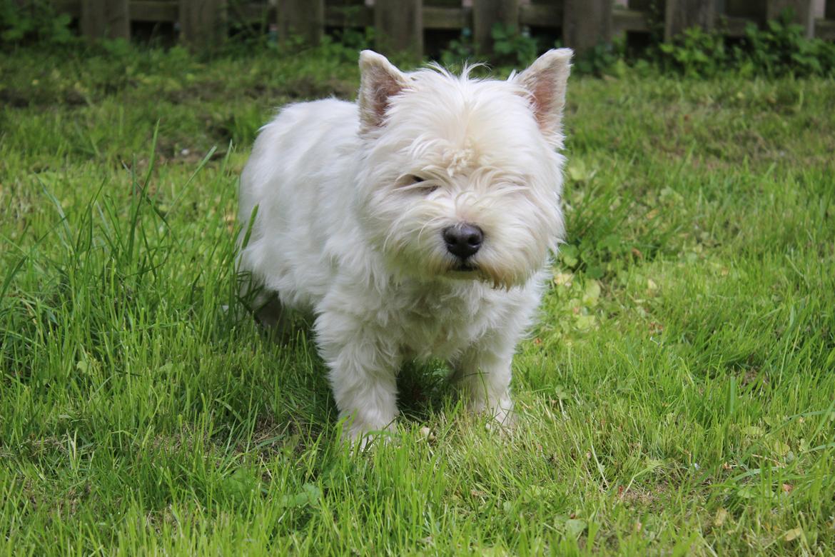 West highland white terrier Ravnegårds Olympus *Paddy* (My Soulmate <3) - 2015 billede 22
