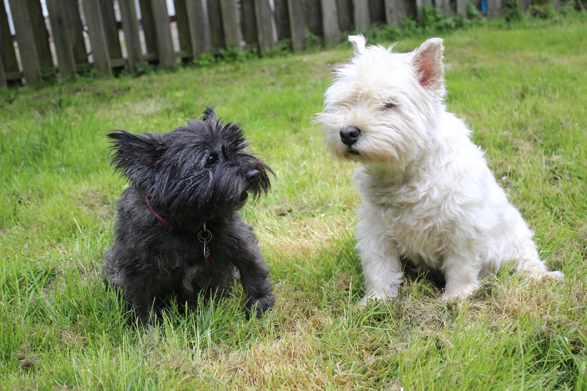 West highland white terrier Ravnegårds Olympus *Paddy* (My Soulmate <3) - 2015 billede 2