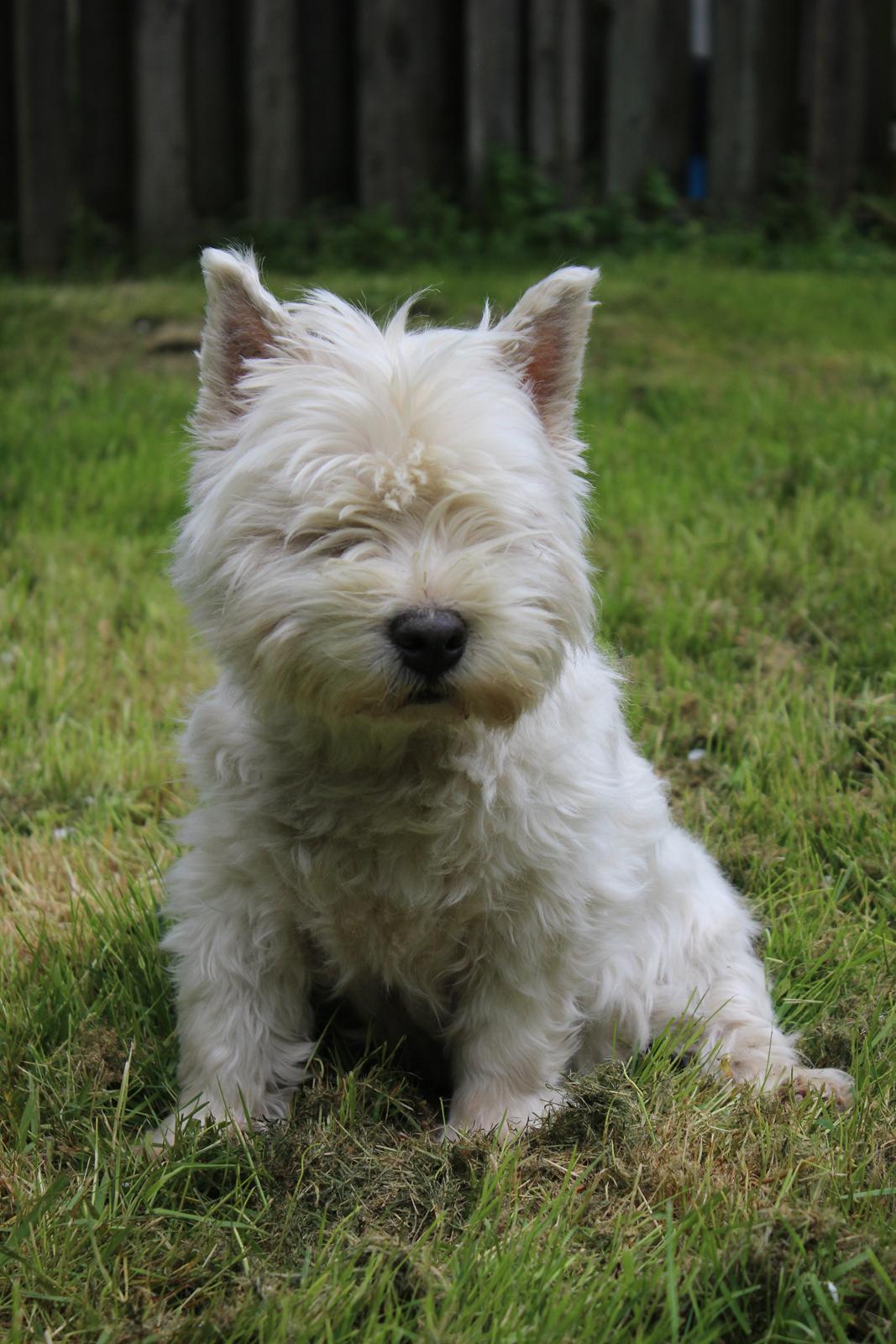 West highland white terrier Ravnegårds Olympus *Paddy* (My Soulmate <3) - 2015 billede 1