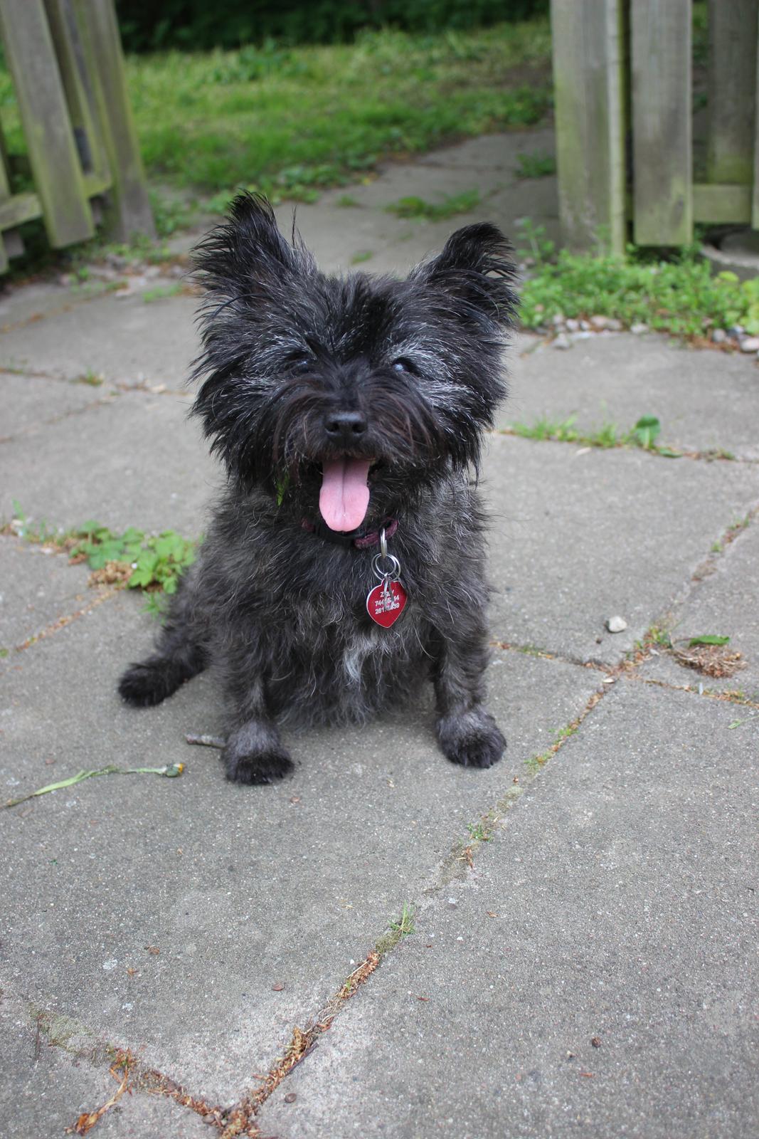 Cairn terrier Ziggy (Banditten<3) - 2015 billede 2