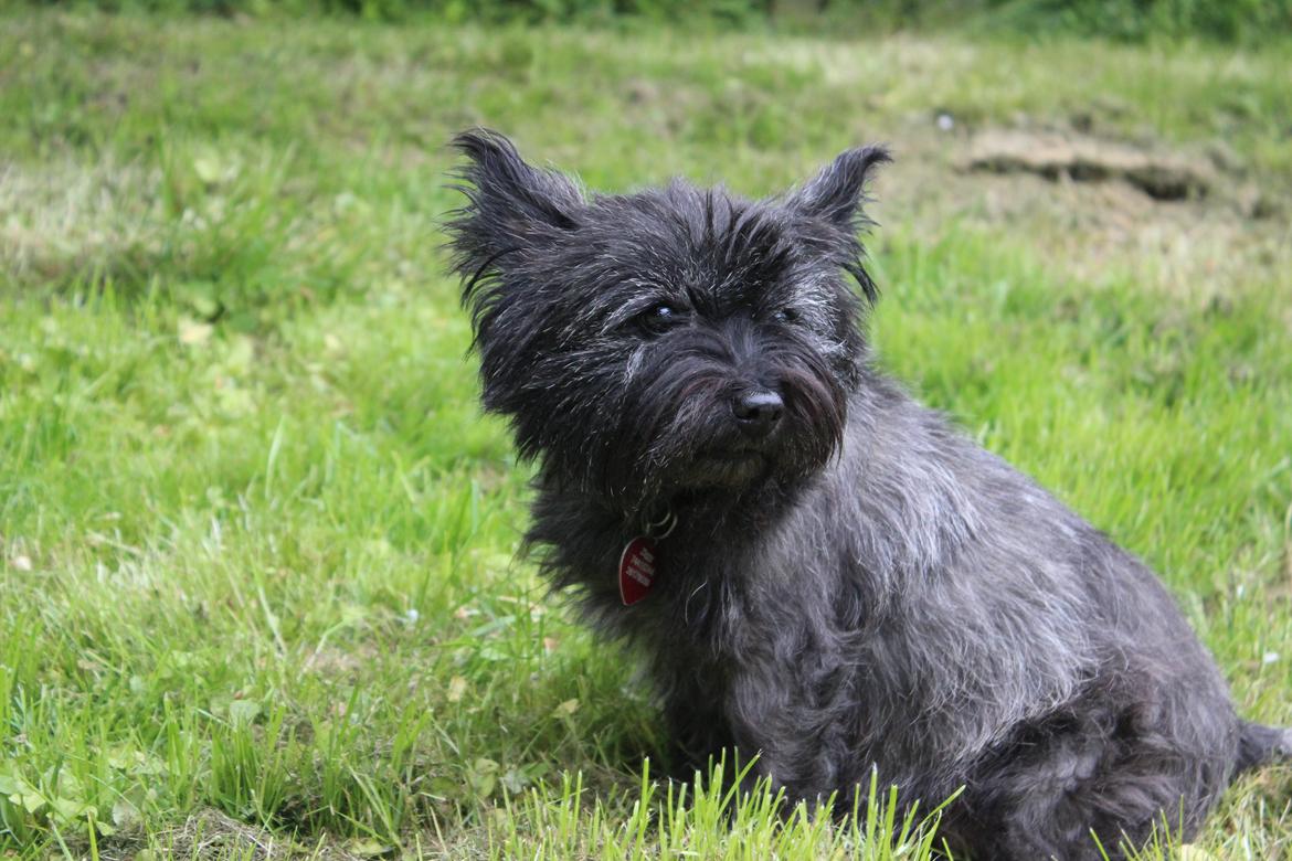 Cairn terrier Ziggy (Banditten<3) - 2015 billede 1