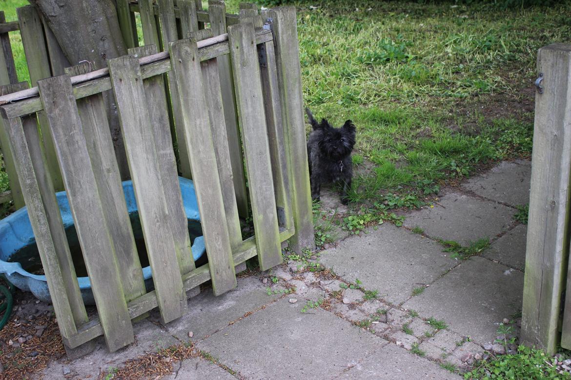 Cairn terrier Ziggy (Banditten<3) - 2015 billede 13