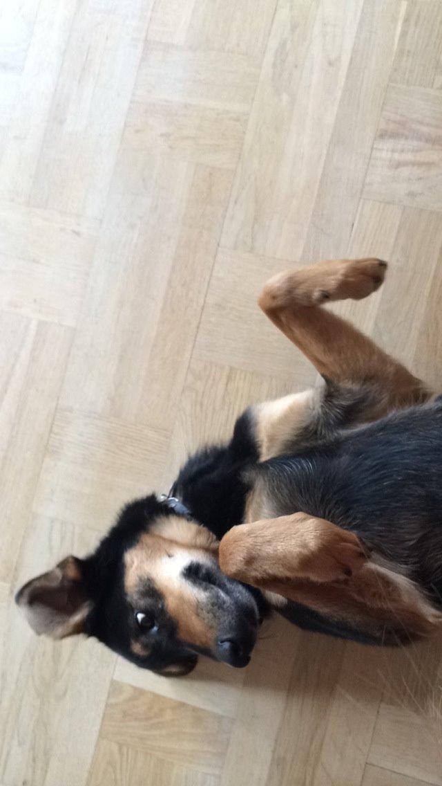 Blanding af racer Lucky billede 20