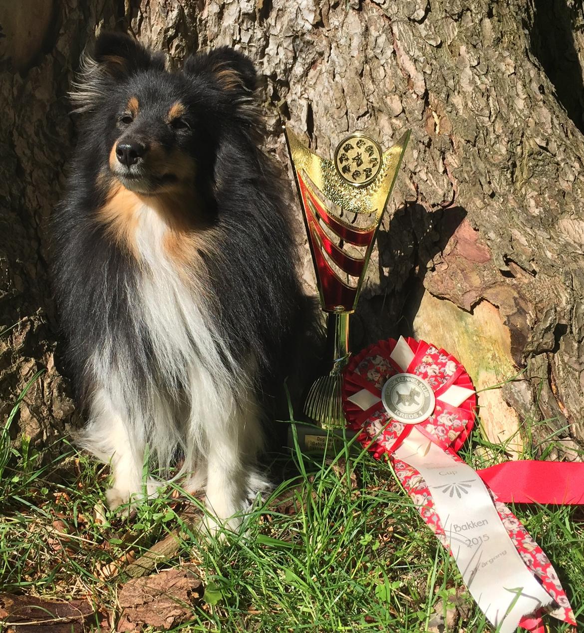 Shetland sheepdog Jessie - Vandt Bakken debutant cup 2015  billede 13