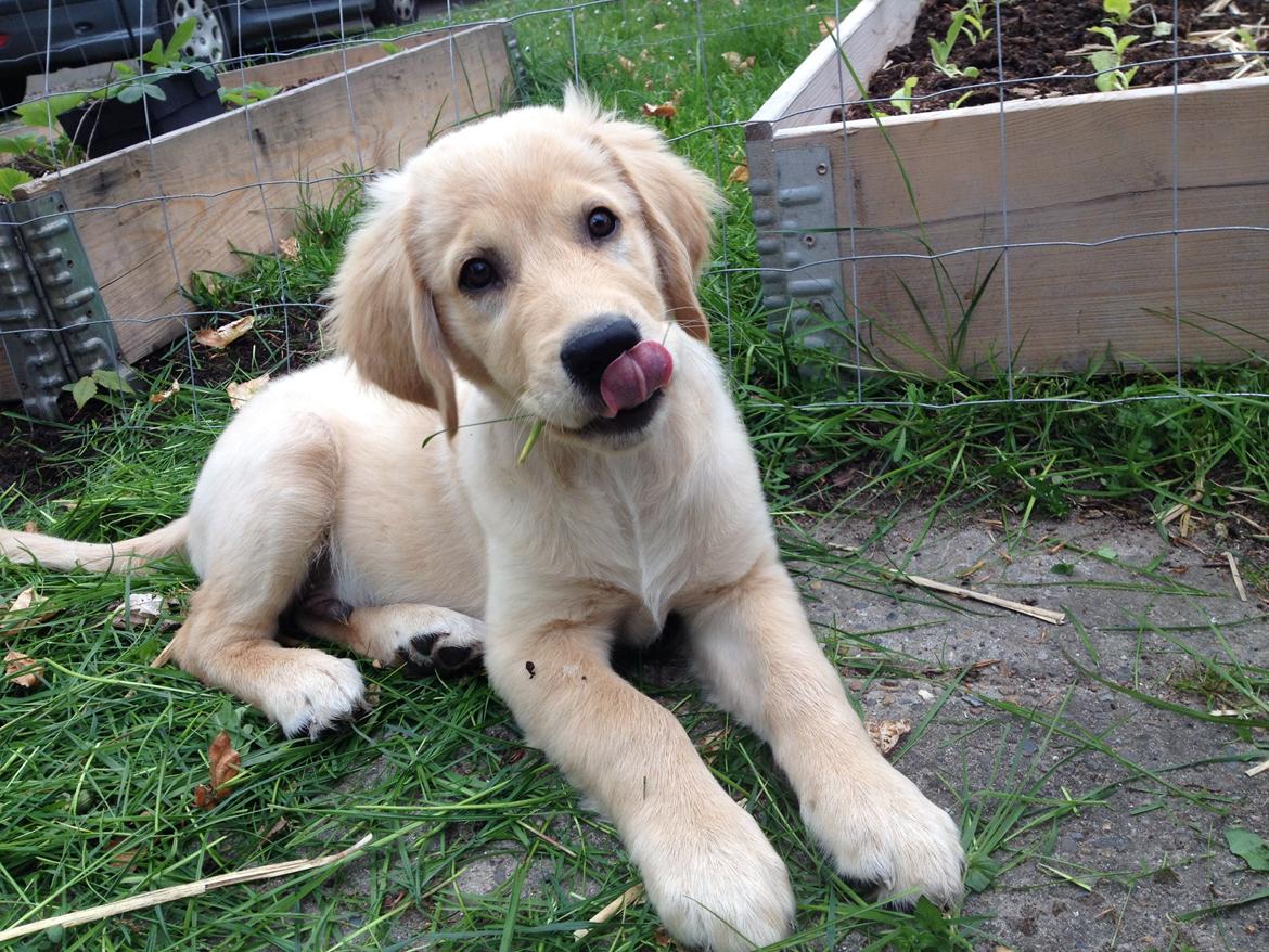 Golden retriever Carlo - Min livret i dag er nyklippet græs! - Carlo 12 uger billede 29