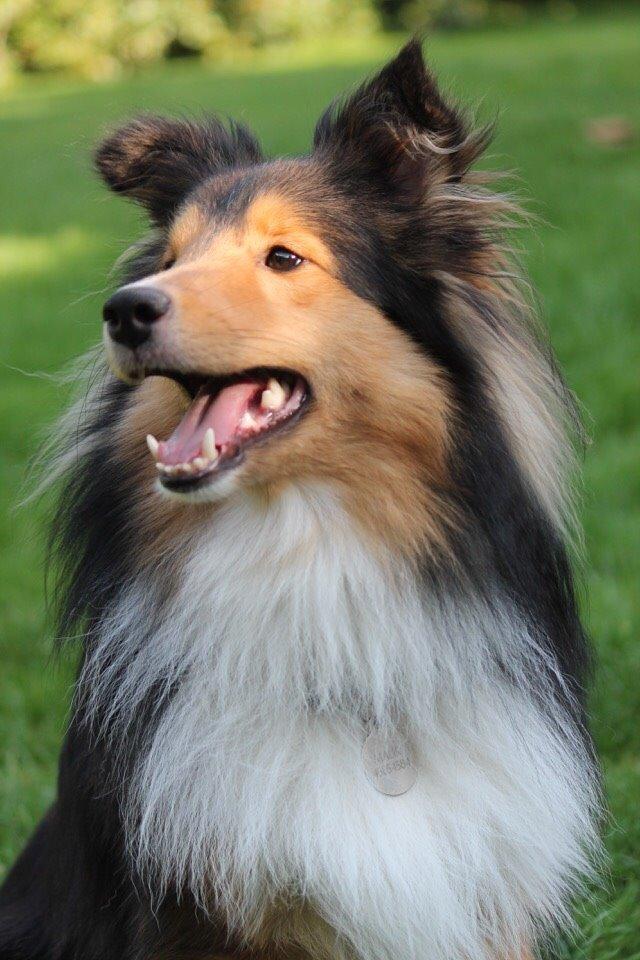 Shetland sheepdog Malik billede 30