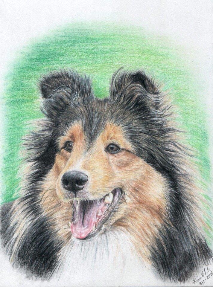 Shetland sheepdog Malik billede 29