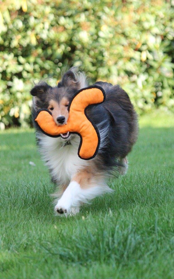 Shetland sheepdog Malik billede 31