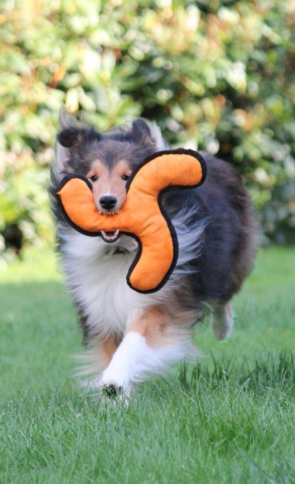 Shetland sheepdog Malik billede 32