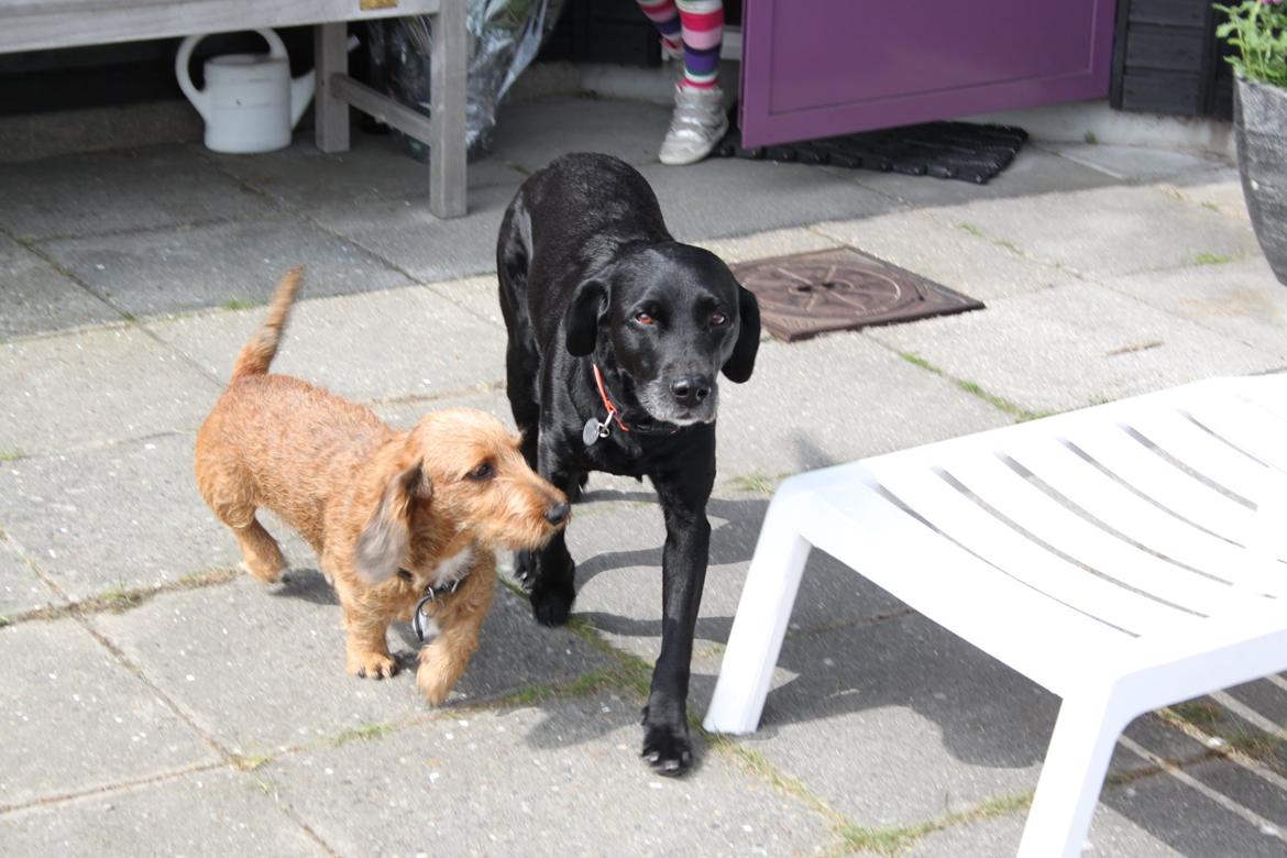 Gravhund Topper billede 12