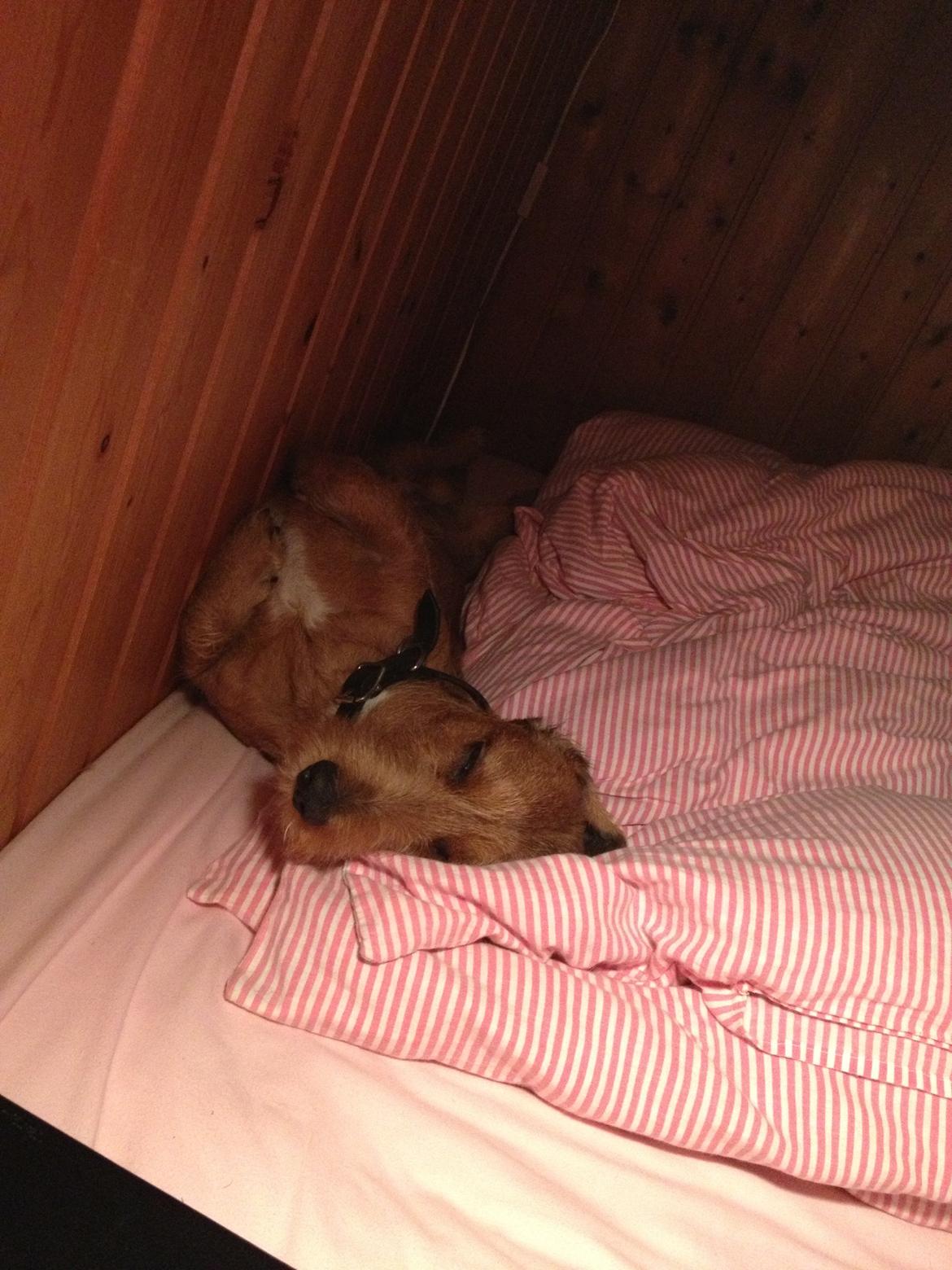 Gravhund Topper billede 13