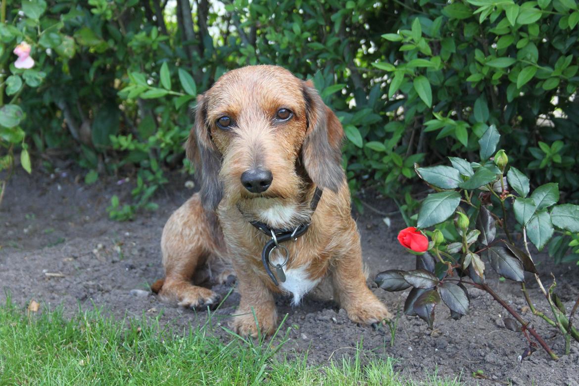 Gravhund Topper billede 11