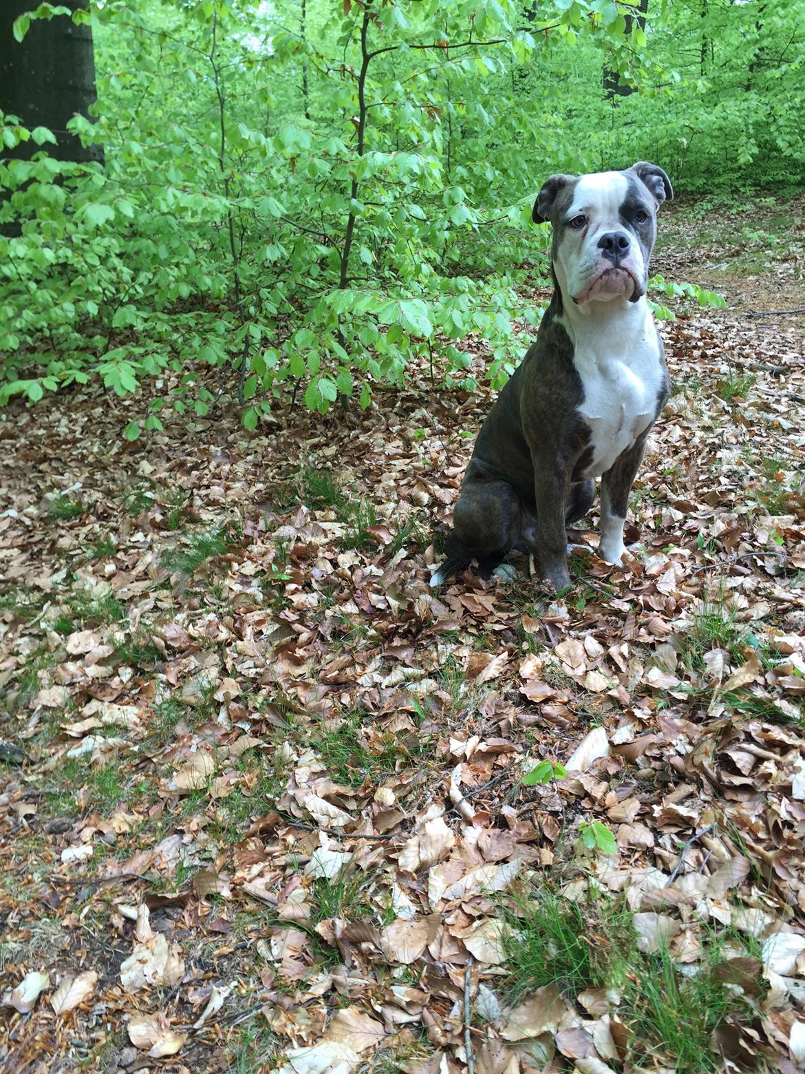 Olde english bulldogge Django billede 3
