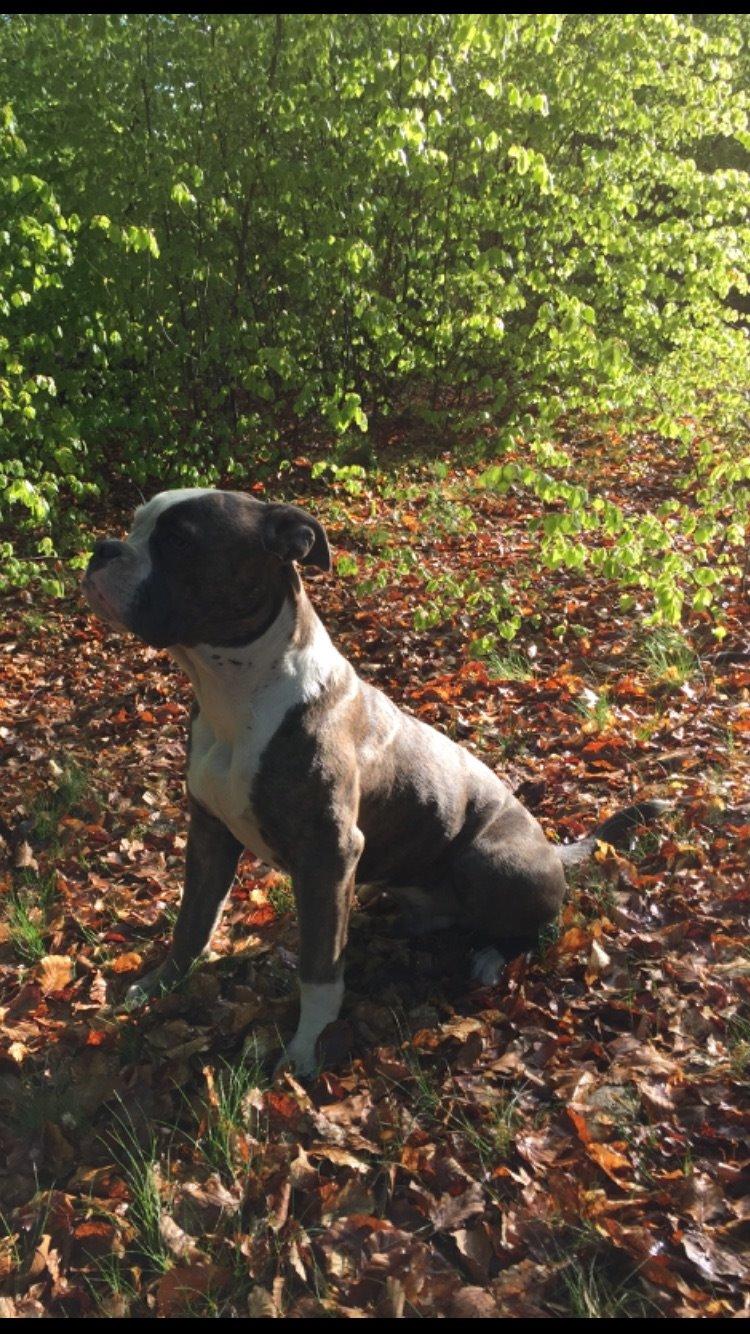 Olde english bulldogge Django billede 5
