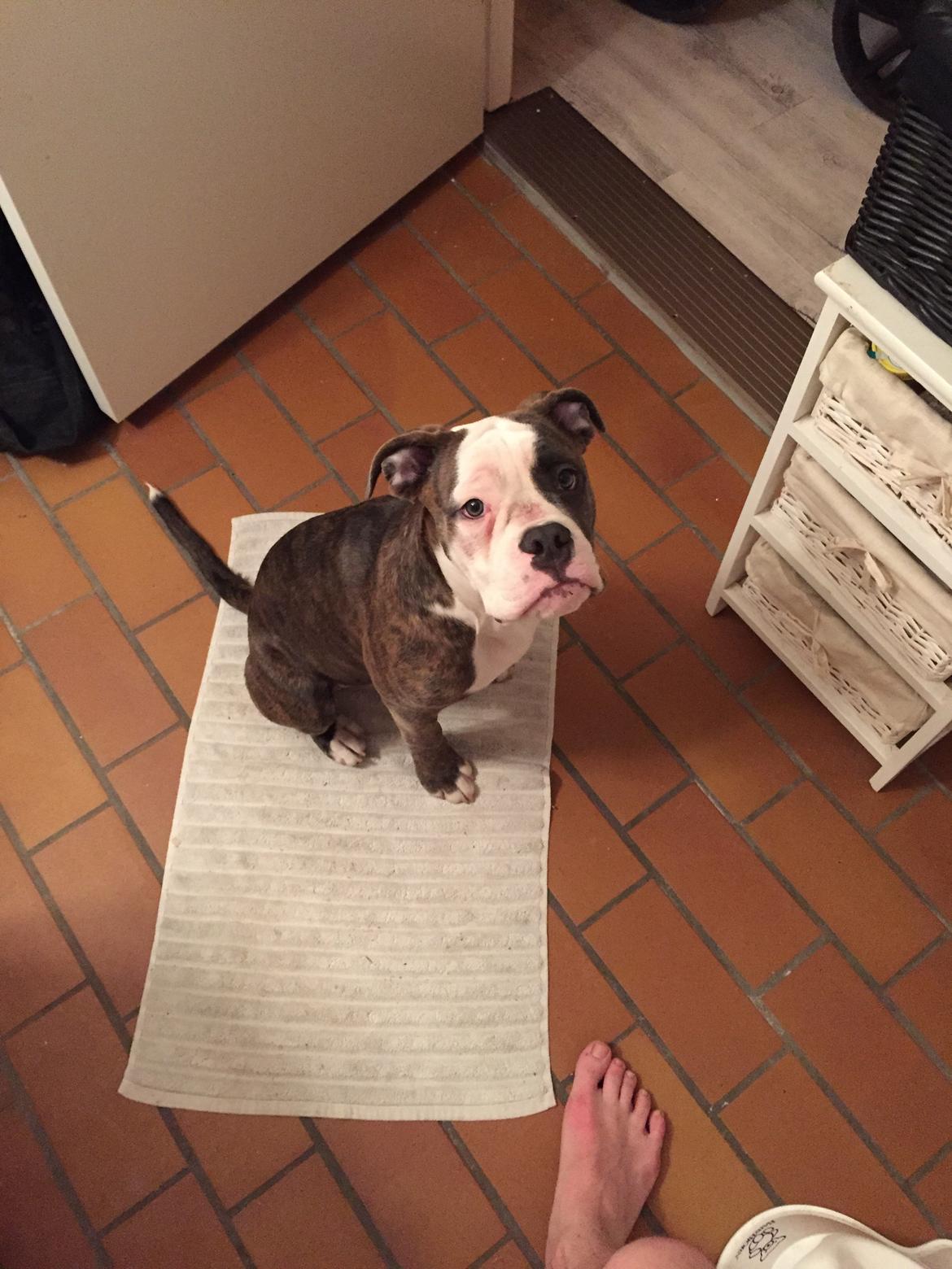 Olde english bulldogge Django billede 6