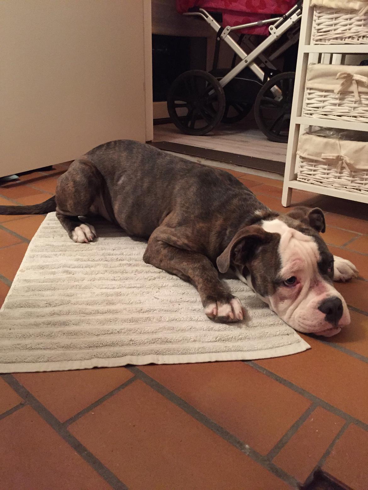 Olde english bulldogge Django billede 7