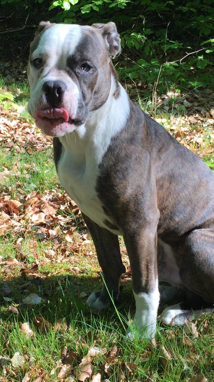 Olde english bulldogge Django billede 8