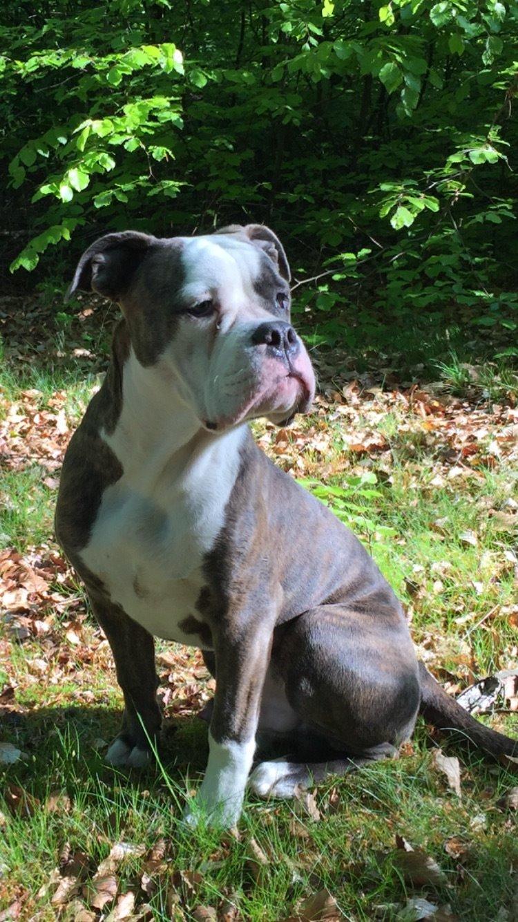Olde english bulldogge Django billede 9