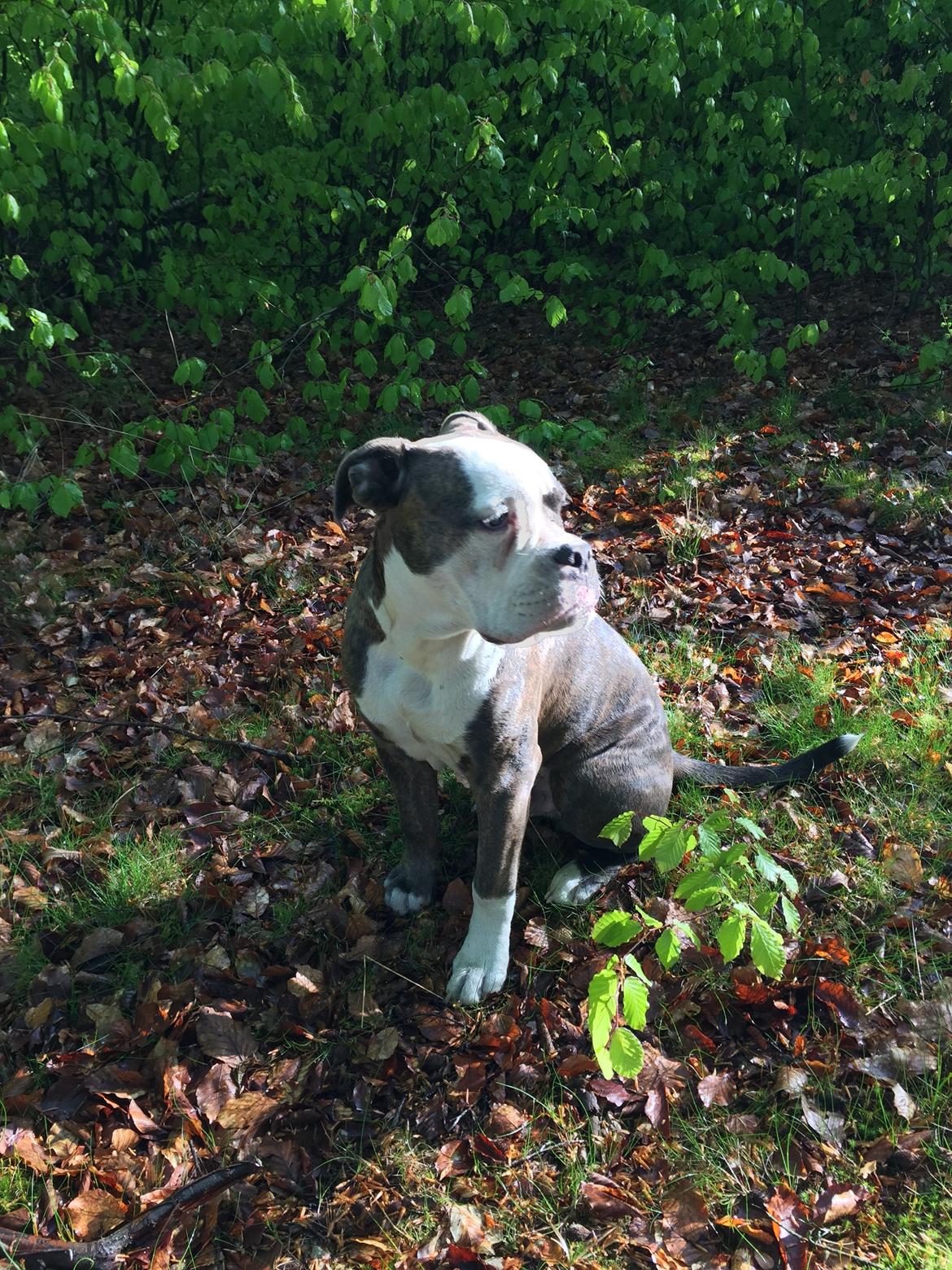 Olde english bulldogge Django billede 4