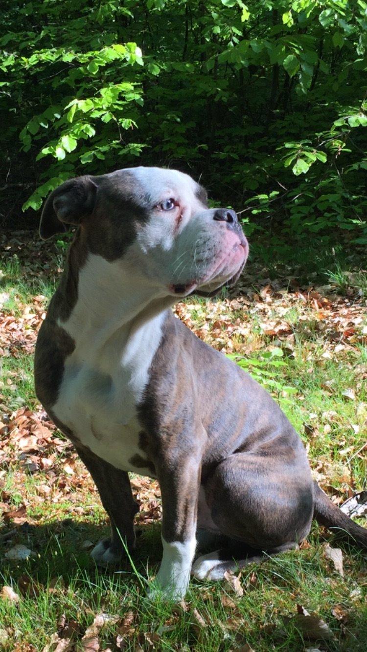 Olde english bulldogge Django billede 10