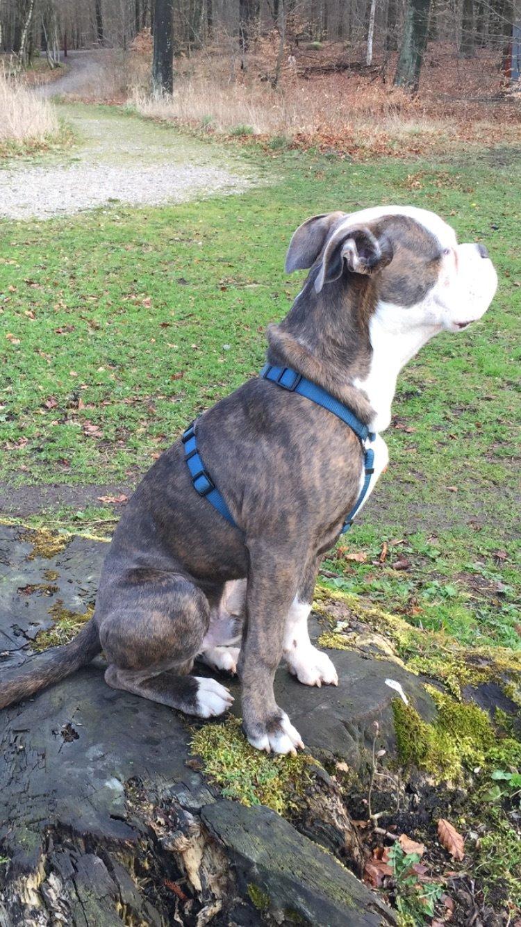 Olde english bulldogge Django billede 13