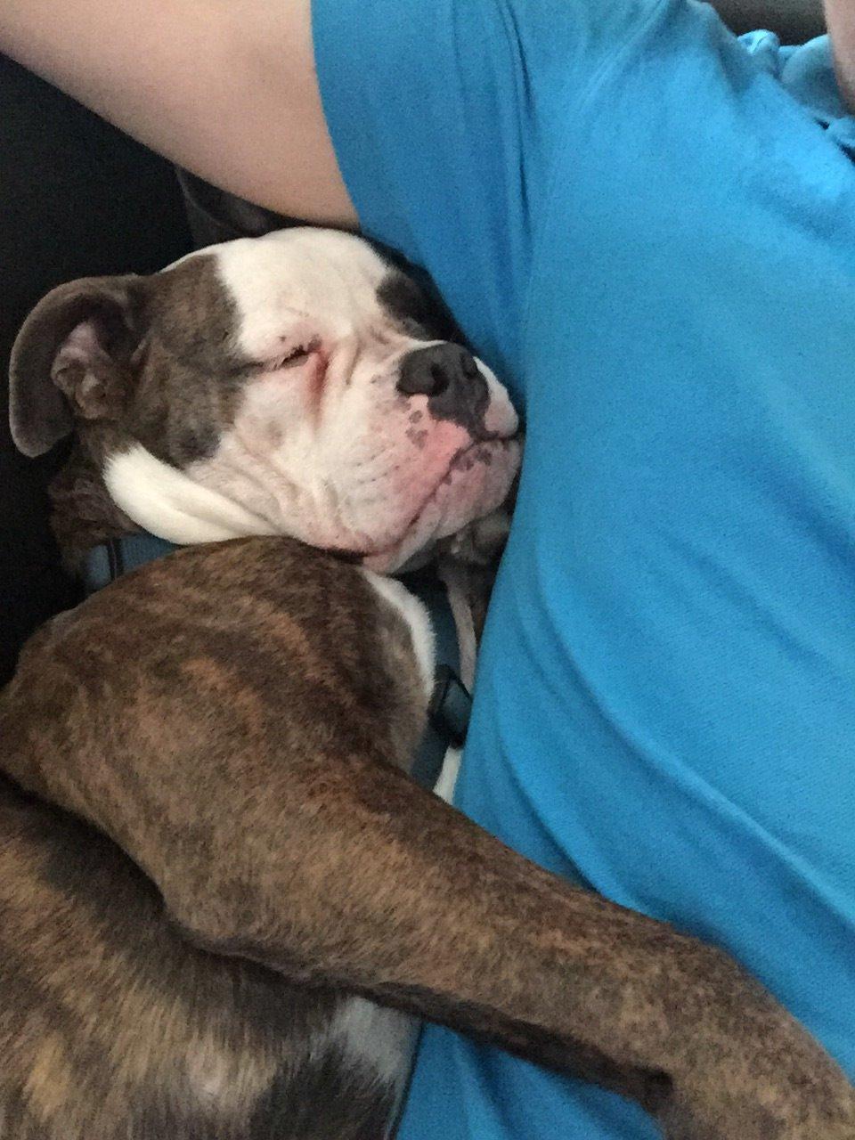 Olde english bulldogge Django billede 17