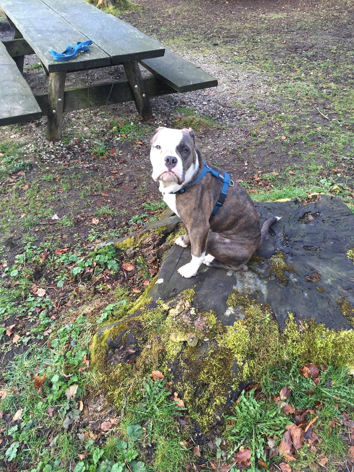 Olde english bulldogge Django billede 18